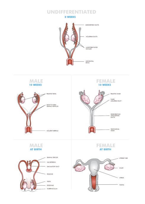 Congenital Anomalies Of The Female Genital Tract Oandg Magazine