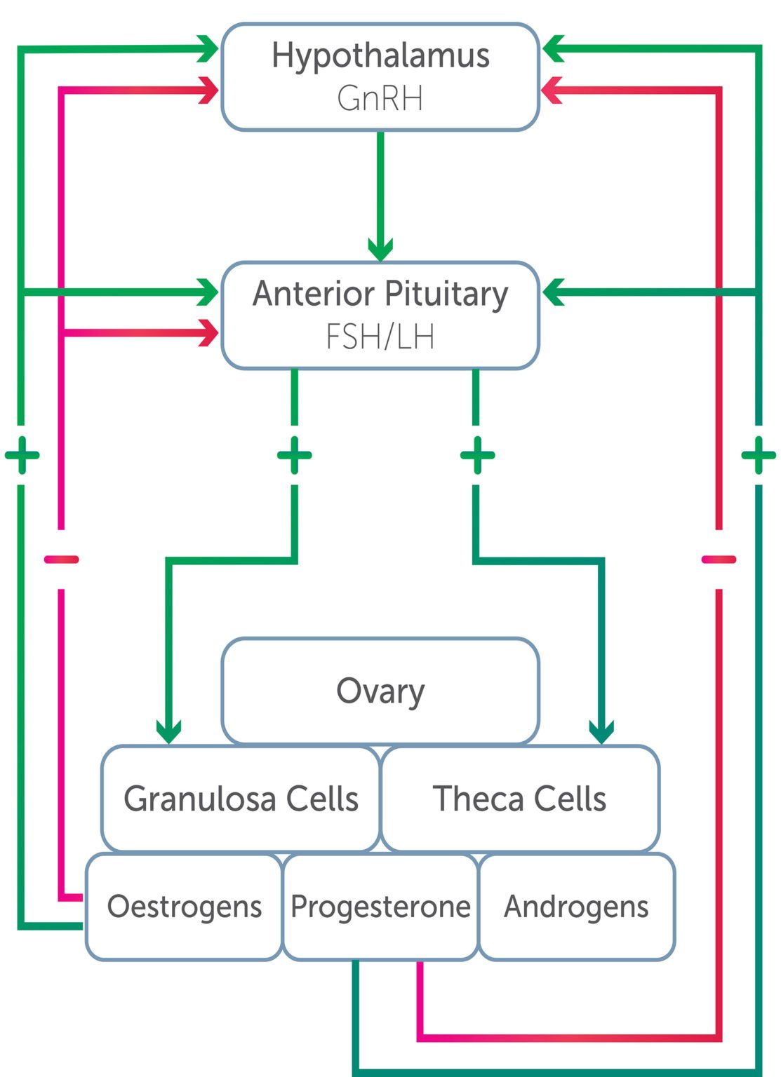 Exercise And The Ovarian Hormones Oandg Magazine